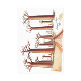 Madagascar Fine Art Postcard